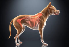 Spondylose bij honden: is jouw viervoeter erfelijk belast?