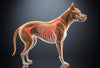 Spondylose bij honden: is jouw viervoeter erfelijk belast?